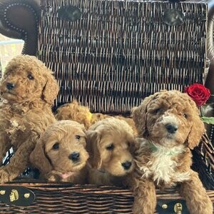Adorable cockapoo puppies | PostAds PH