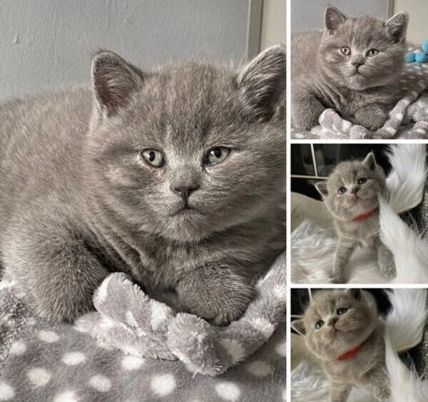 British short hair-Kitten