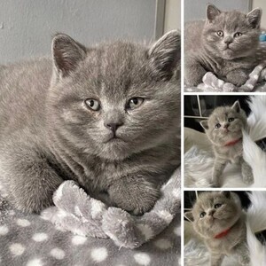 British short hair-Kitten | PostAds PH