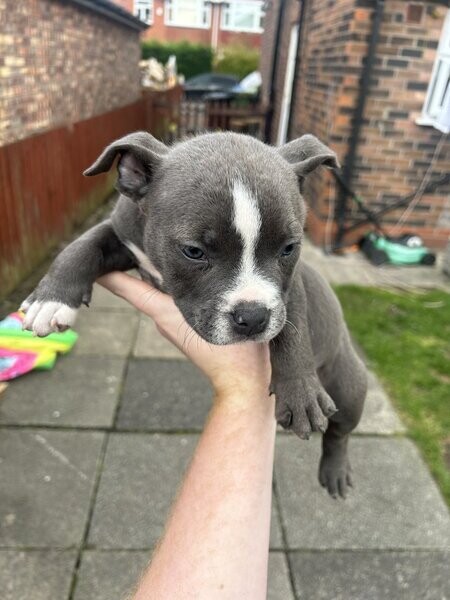 American pocket bully