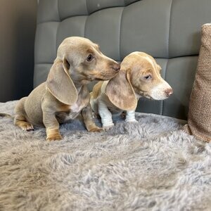 Beautiful dapple dachshund puppies | PostAds PH