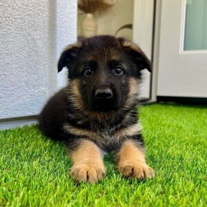 Lovely German Shepherd Pups WhatsApp:(+63-9455-189-371) Viber:(+63-9455-189-371) | PostAds PH