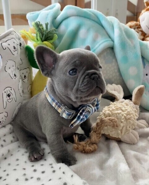 French bulldogg WhatsApp:(+63-9455-189-371)  Viber:(+63-9455-189-371)