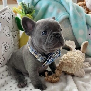 French bulldogg WhatsApp:(+63-9455-189-371) Viber:(+63-9455-189-371) | PostAds PH