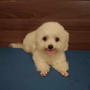 Maltese Puppies Needs a New Family WhatsApp:(+63-9455-189-371) Viber:(+63-9455-189-371) | PostAds PH