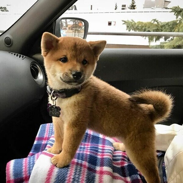 Shiba Inu  WhatsApp:+63-9455-189-371  Viber:+63-9455-189-371
