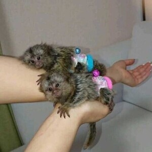 Capuchin/Marmoset Monkeys WhatsApp:+63-9455-189-371 Viber:+63-9455-189-371 | PostAds PH