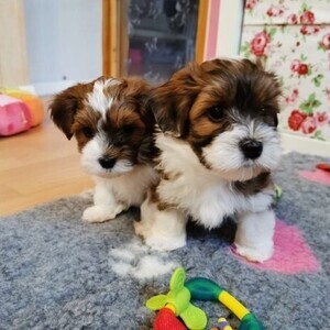 Shih Tzu Puppies whatsapp:+63-9455-189-371 Viber:+63-9455-189-371 | PostAds PH
