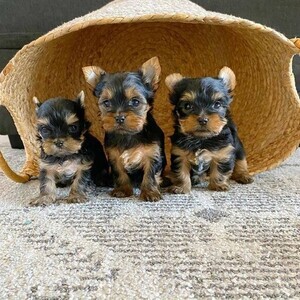 Yorkie puppies whatsapp:+63-9455-189-371 Viber:+63-9455-189-371 | PostAds PH