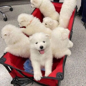 Samoyed pups whatsapp:+63-9455-189-371 Viber:+63-9455-189-371 | PostAds PH