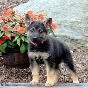 German Shepherd puppies Viber:+63-9481-451-325 | PostAds PH