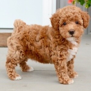 TOY POODLE PUPPIES Viber:+63-9481-451-325 | PostAds PH