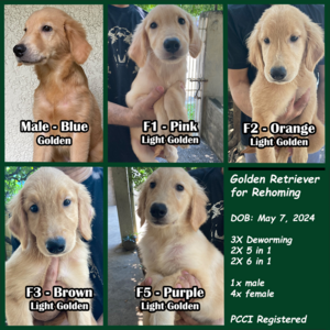 Golden Retriever PCCI Registered | PostAds PH