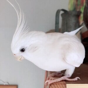 Baby cockteils in Glasgow | PostAds PH