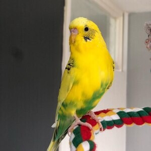 Hand reared hand tame budgies in Huddersfield | PostAds PH