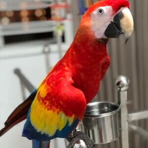 Macaw parrots for adoption | PostAds PH