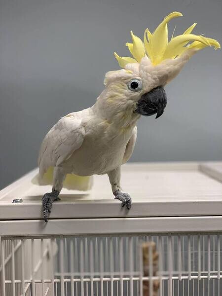 Teme umbrella cockatoo parrots 