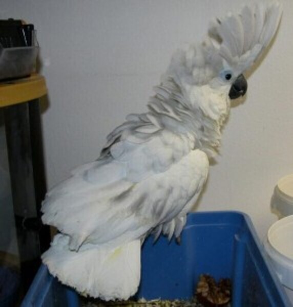 Tame umbrella cockatoo parrots Viber:+63-9481-451-325