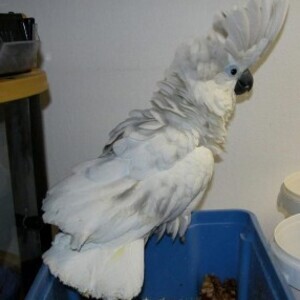 Tame umbrella cockatoo parrots Viber:+63-9481-451-325 | PostAds PH