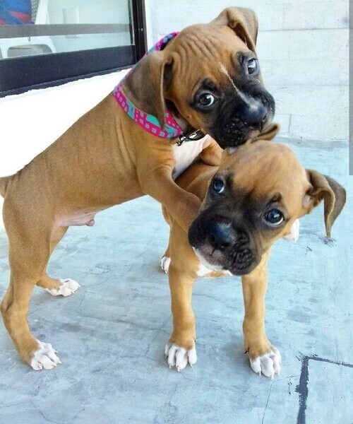 Adorable boxer puppies Viber:+63-9481-451-325