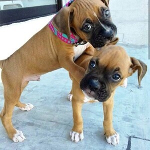 Adorable boxer puppies Viber:+63-9481-451-325 | PostAds PH