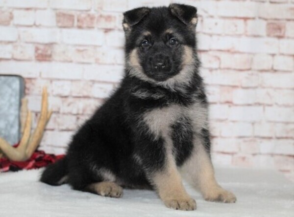 German shepherd puppies