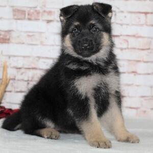 German shepherd puppies | PostAds PH