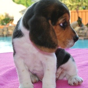 Beagle Puppies Viber:+63-948-1451-325 | PostAds PH