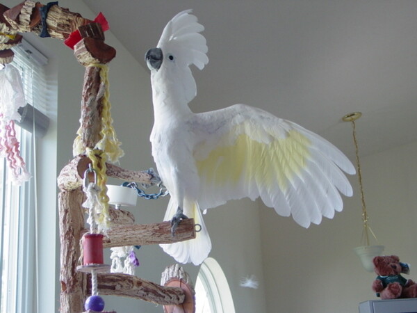 Umbrella Cockatoo Parrots Viber:+63-948-1451-325