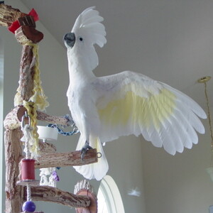 Umbrella Cockatoo Parrots Viber:+63-948-1451-325 | PostAds PH
