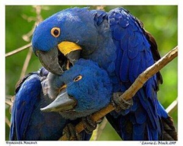 Hyacinth-Macaw-Parrots-Viber:+63-948-1451-325