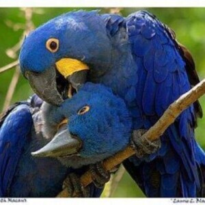 Hyacinth-Macaw-Parrots-Viber:+63-948-1451-325 | PostAds PH