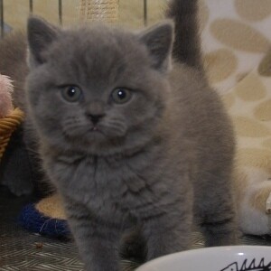 British Shorthair Kittens Viber:+63-948-1451-325 | PostAds PH
