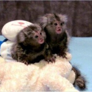 Well Trained Marmoset Monkeys Viber:+63-948-1451-325 | PostAds PH