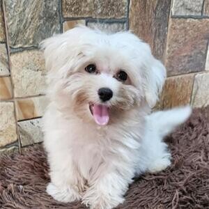 Pure Breed Female Maltese | PostAds PH