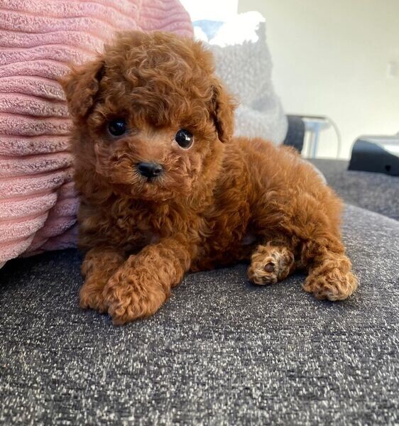 Poodle Pups Looking for Love 