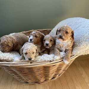 Golden doodle puppies for sale | PostAds PH