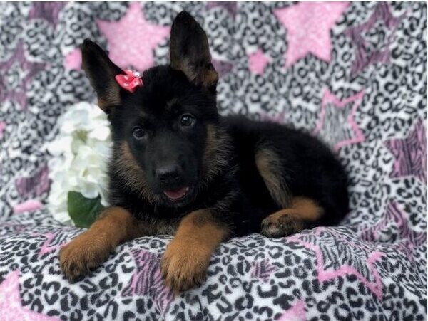 German shepherrd puppies : WhatsApp:(+63-9455-189-371)  Viber:(+63-9455-189-371)