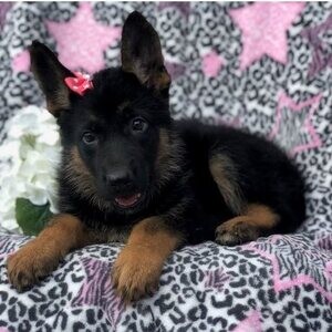 German shepherrd puppies : WhatsApp:(+63-9455-189-371) Viber:(+63-9455-189-371) | PostAds PH