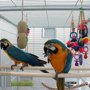 Hyacinth Macaw WhatsApp:(+63-9455-189-371) Viber:(+63-9455-189-371) | PostAds PH