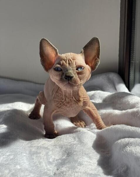 Beautiful Sphynx kittens WhatsApp:(+63-9455-189-371)  Viber:(+63-9455-189-371)
