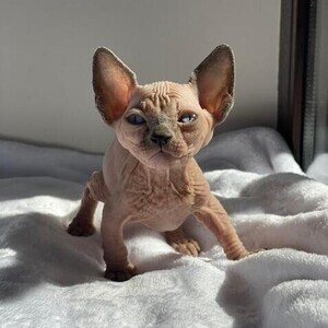 Beautiful Sphynx kittens WhatsApp:(+63-9455-189-371) Viber:(+63-9455-189-371) | PostAds PH