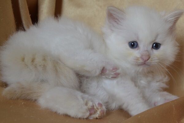 Home-Raised Ragdoll Kittens WhatsApp:(+63-9455-189-371)  Viber:(+63-9455-189-371)