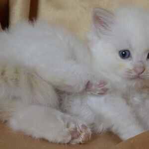 Home-Raised Ragdoll Kittens WhatsApp:(+63-9455-189-371) Viber:(+63-9455-189-371) | PostAds PH