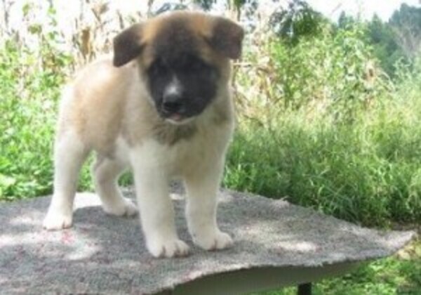 Akita Puppies whatsapp:+44-7543-470-027