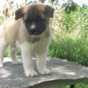 Akita Puppies whatsapp:+44-7543-470-027 | PostAds PH