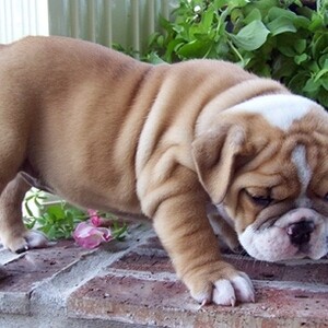 English Bulldog Puppies whatsapp:+44-7543-470-027 | PostAds PH