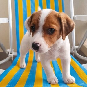 Jack Russell Terrier puppies whatsapp:+44-7543-470-027 | PostAds PH