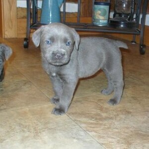 Cane Corso Pups whatsapp:+44-7543-470-027 | PostAds PH