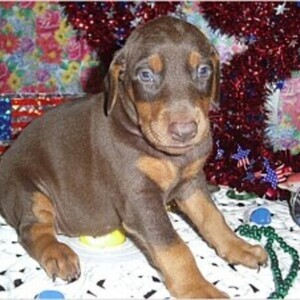 Doberman Pinscher Puppies whatsapp:+44-7543-470-027 | PostAds PH
